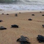 Nacen tortugas en Tumaco