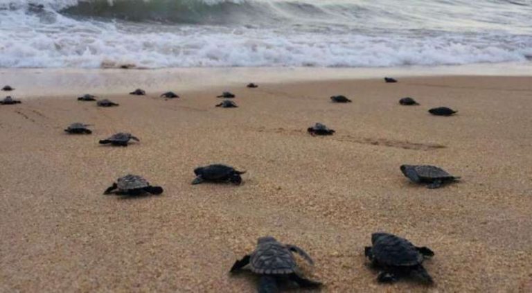Nacen tortugas en Tumaco