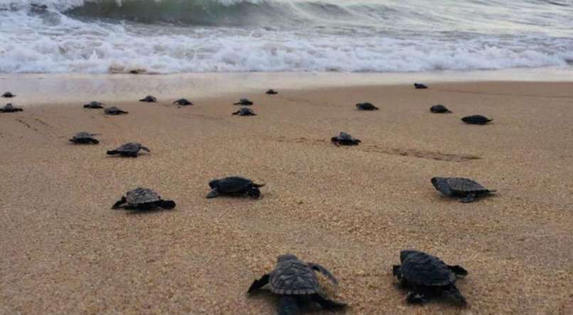 Nacen tortugas en Tumaco